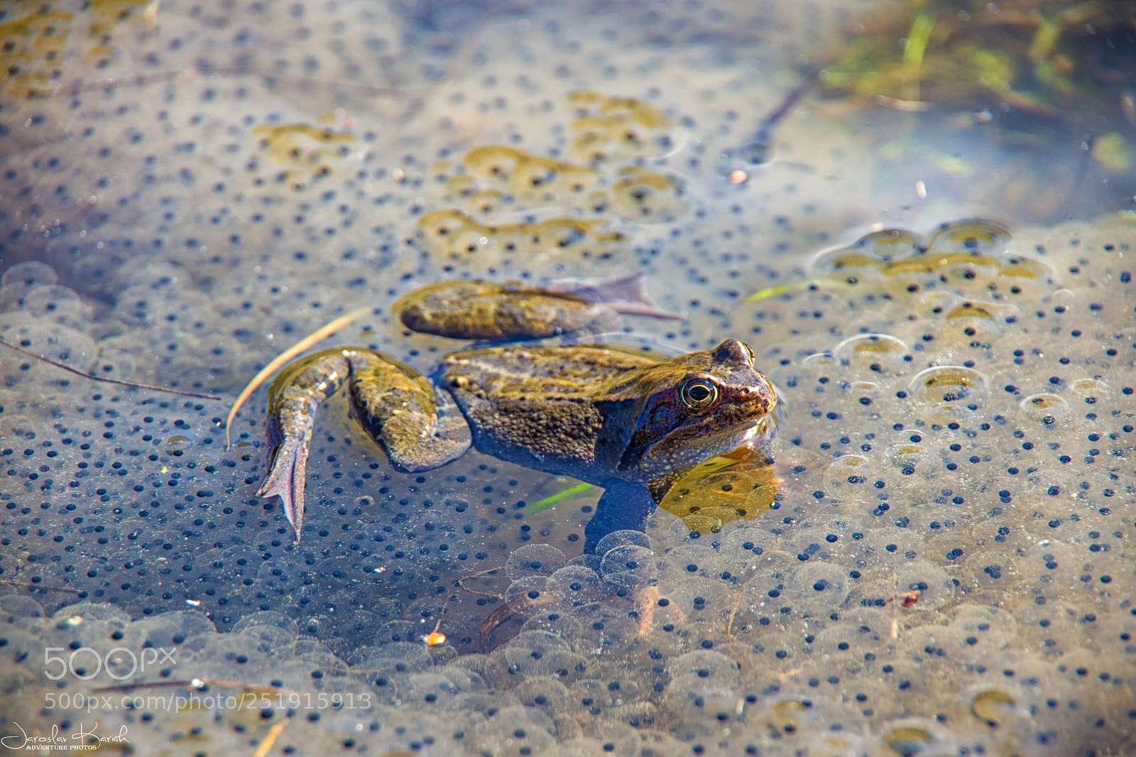 Pentax K-70 sample photo. Frog and tadpoles photography