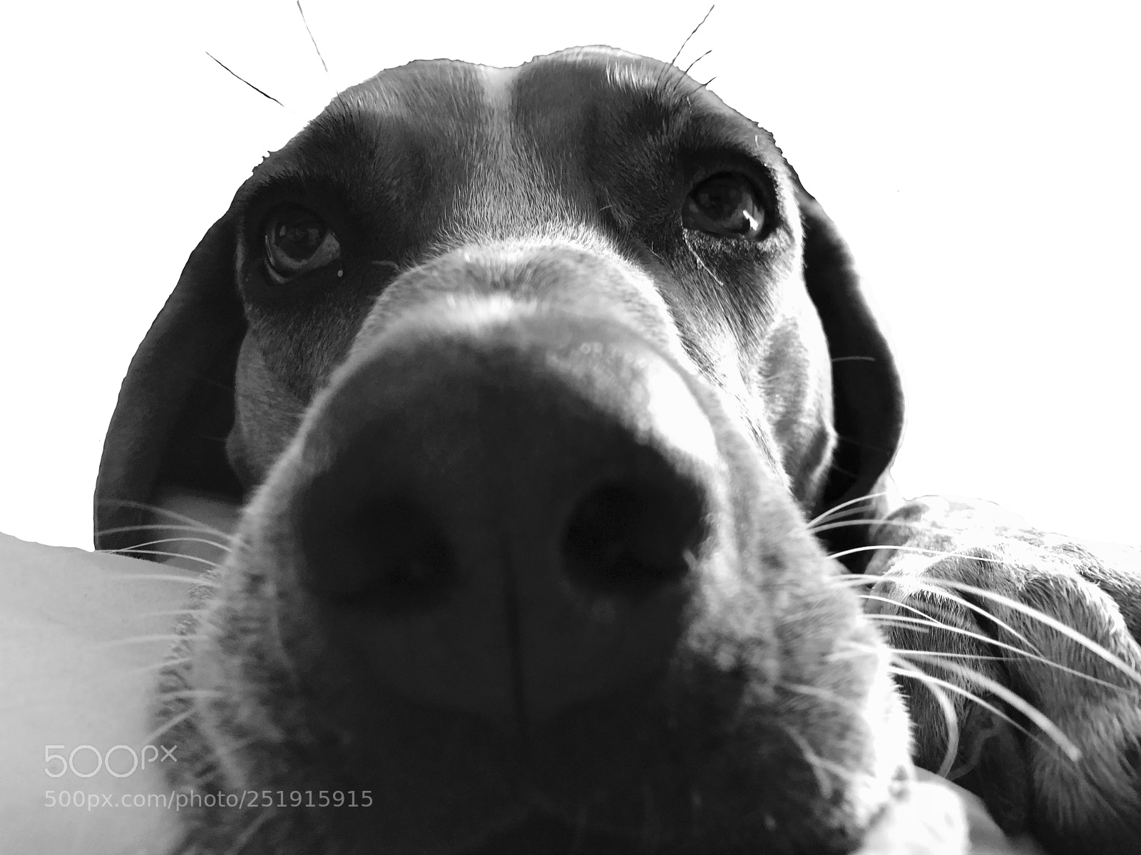 Apple iPhone 8 Plus sample photo. Hounddog photography