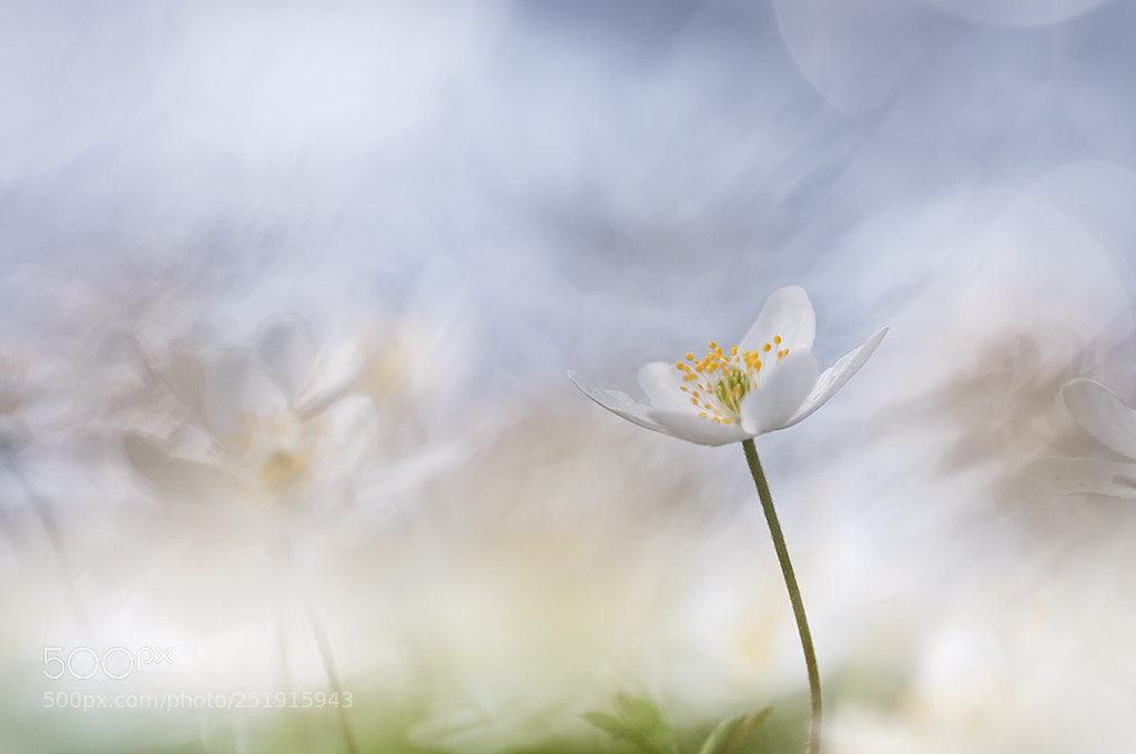 Nikon D300 sample photo. Wood anemone photography