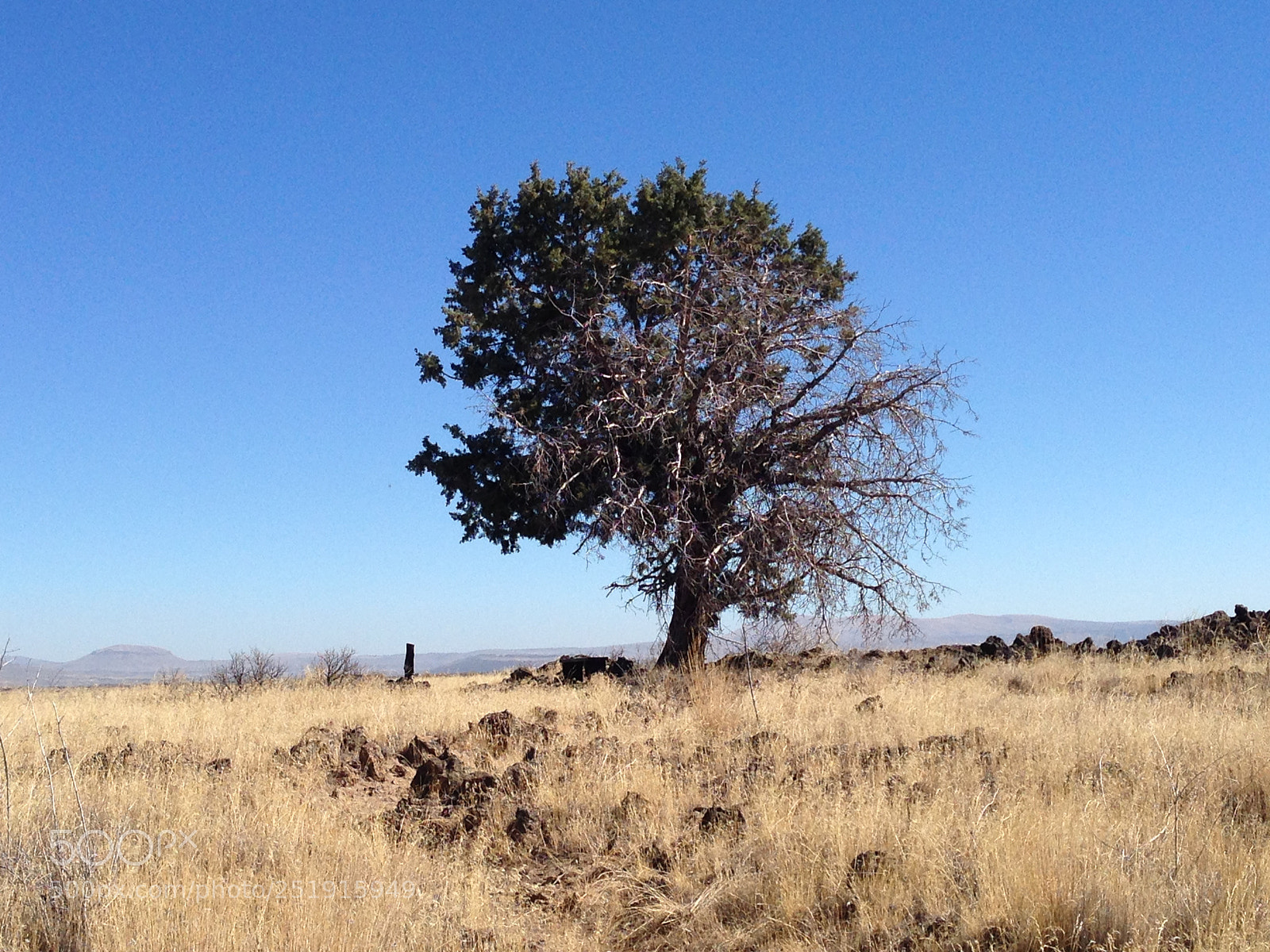 Apple iPhone 5 sample photo. Lone tree photography