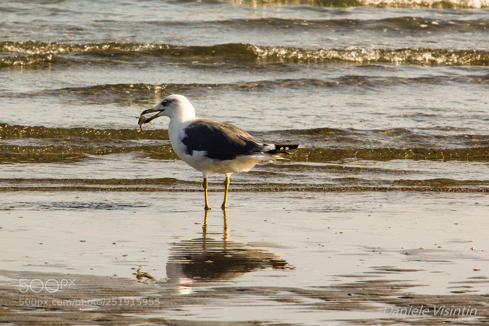 Canon EOS 60D sample photo. Seagull's crab snack photography