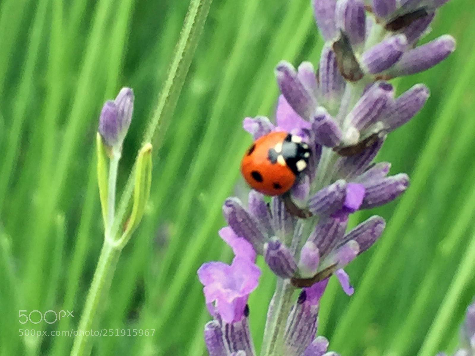 Apple iPhone 6 sample photo. Ladybug photography