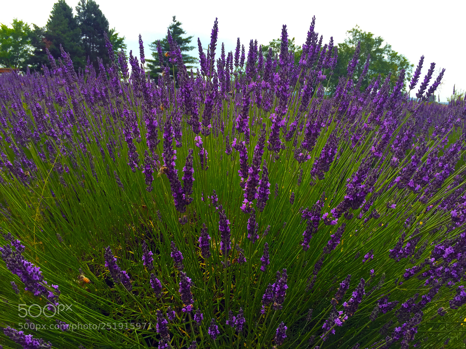 Apple iPhone 6 sample photo. Lavenderbush photography