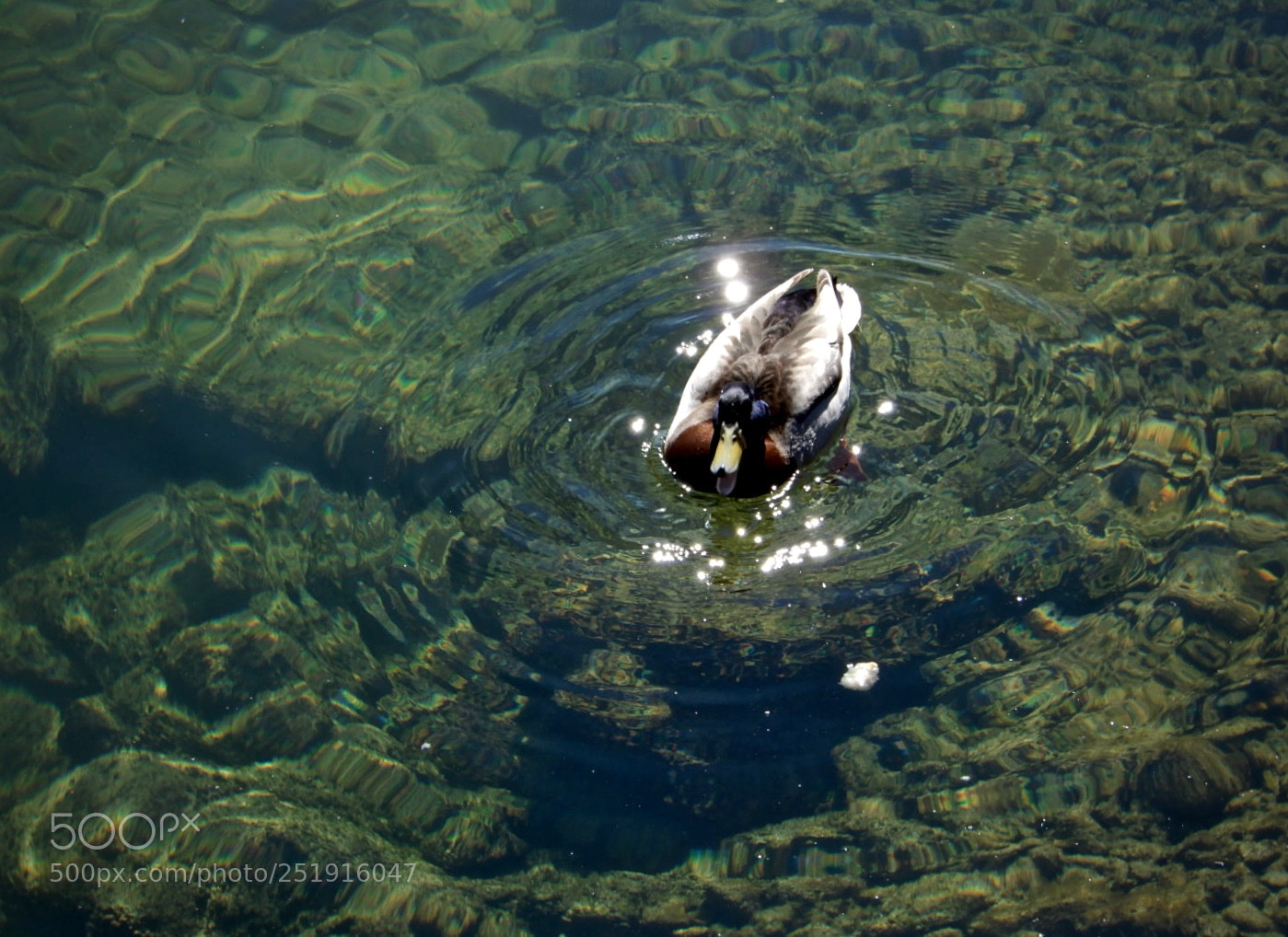 Nikon Coolpix A900 sample photo. Ducks photography