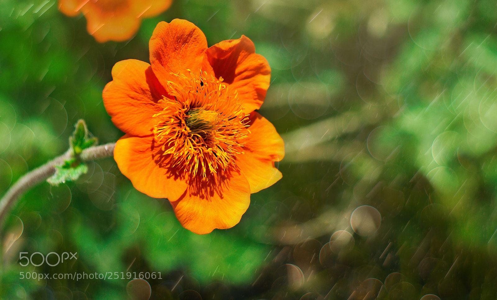Nikon D3000 sample photo. Orange flower photography