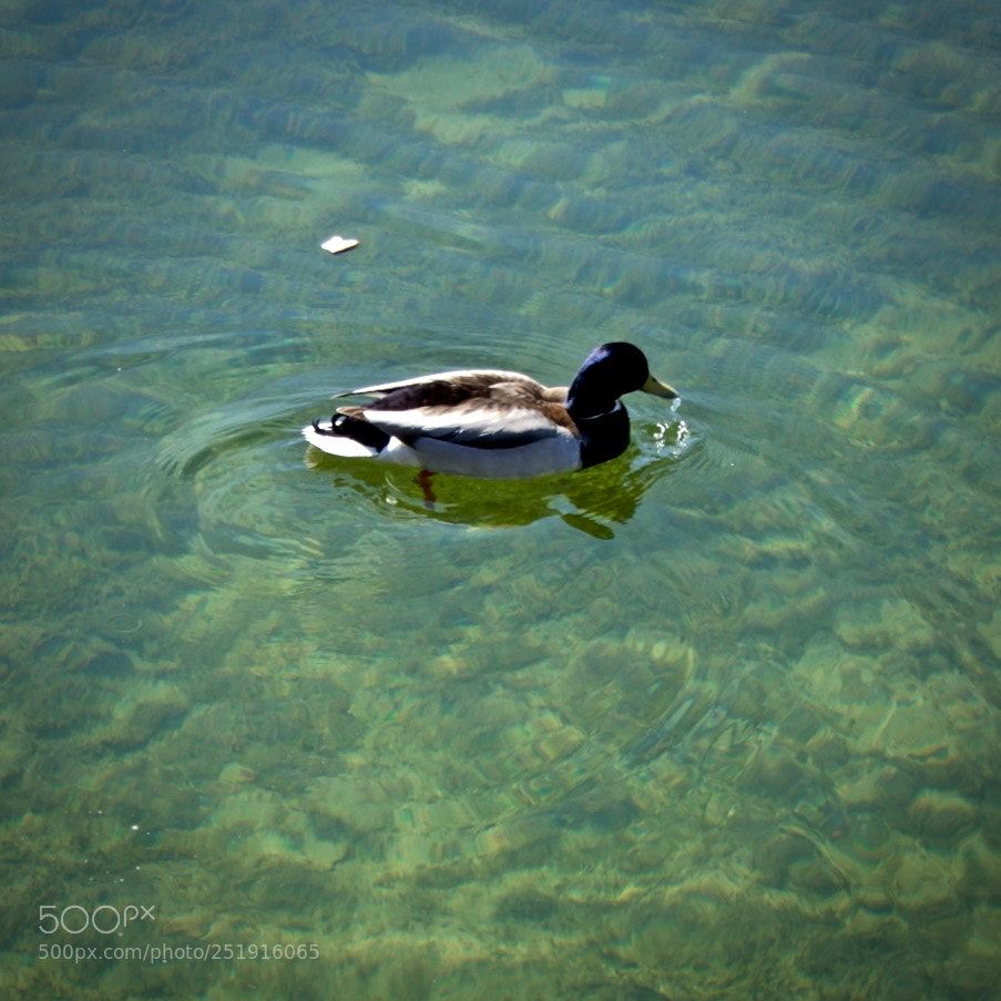 Nikon Coolpix A900 sample photo. Ducks photography