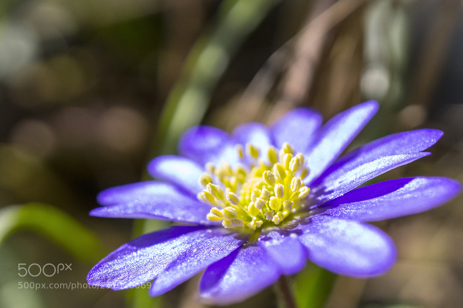 Sony a6000 sample photo. Anemone photography