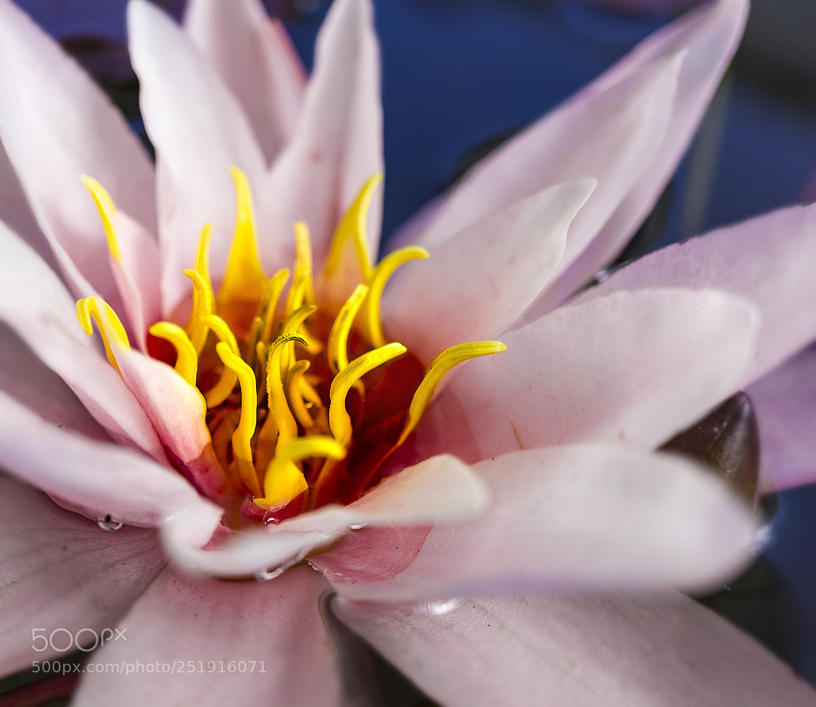 Sony a6000 sample photo. Seerose photography