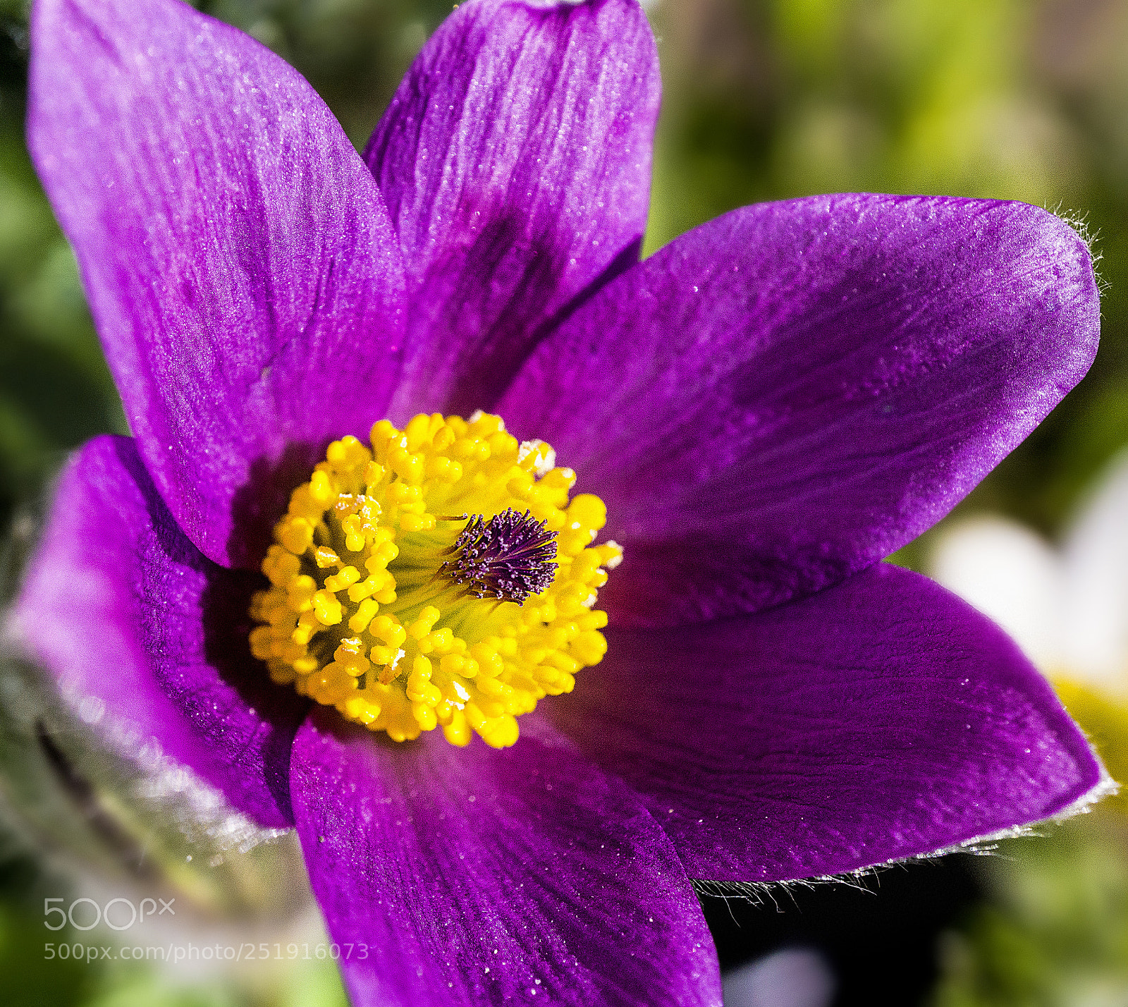 Sony a6000 sample photo. Küchenschelle photography