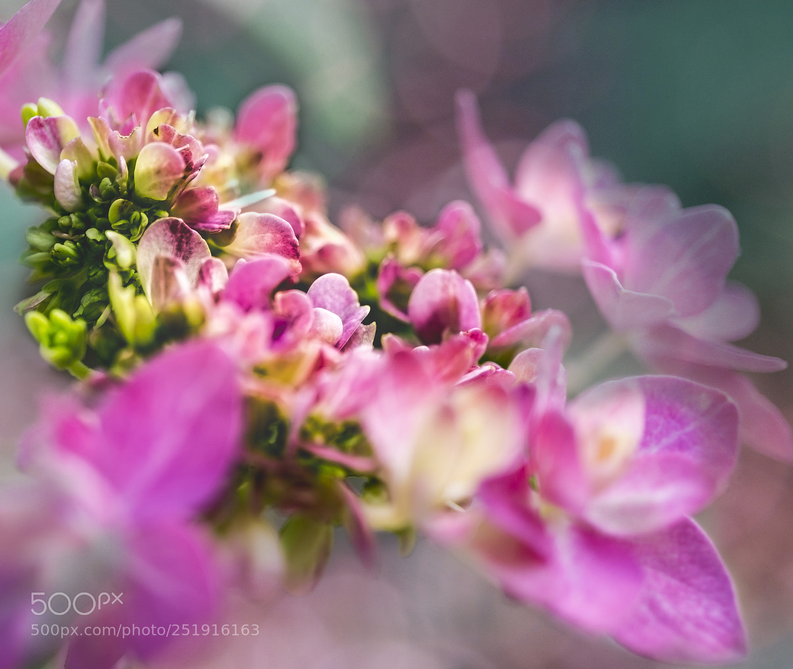 Sony a6000 sample photo. Beauty hydrangea photography