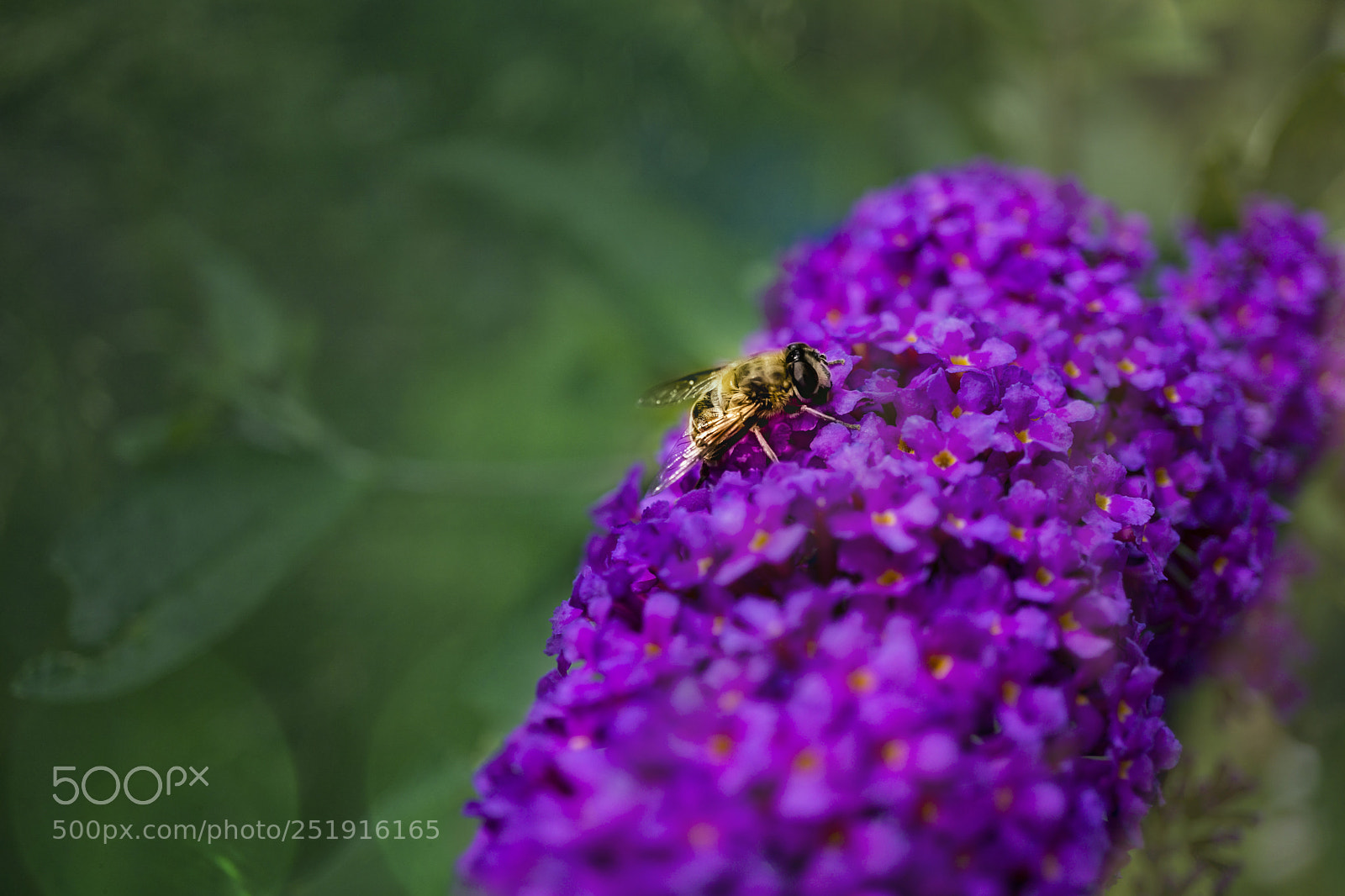 Sony a6000 sample photo. Bee on lilac photography