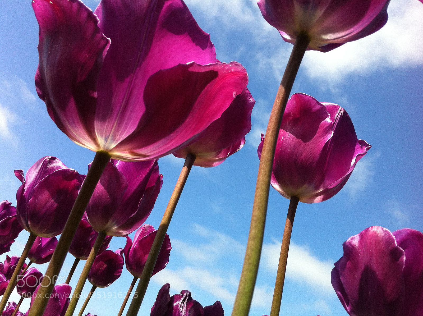 Apple iPhone 4 sample photo. Purpletulips photography
