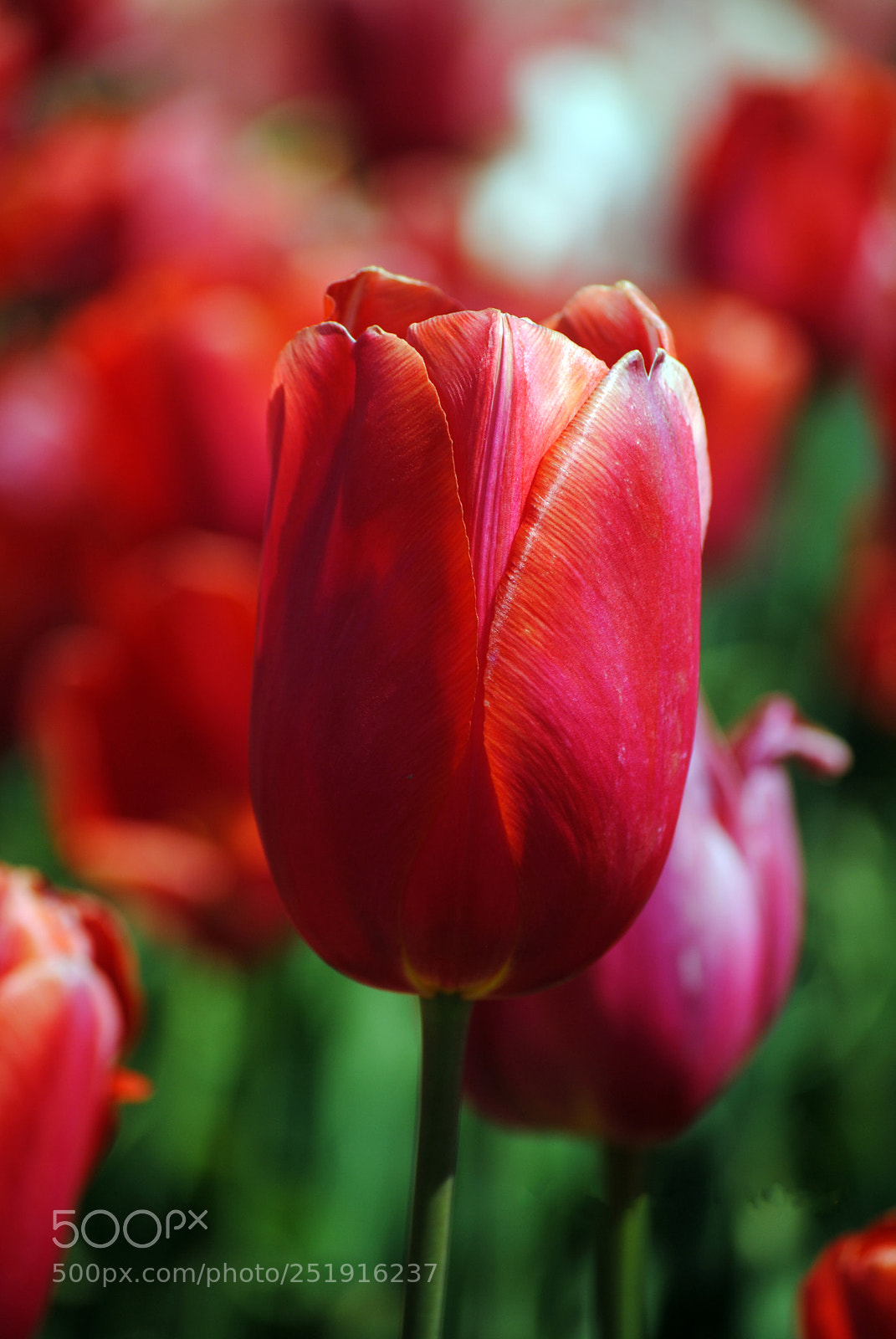 Nikon D3000 sample photo. Redtulip photography