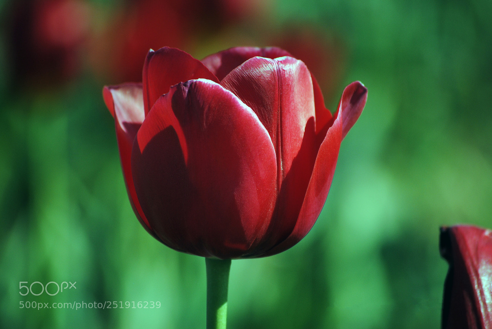 Nikon D3000 sample photo. Redtulip photography