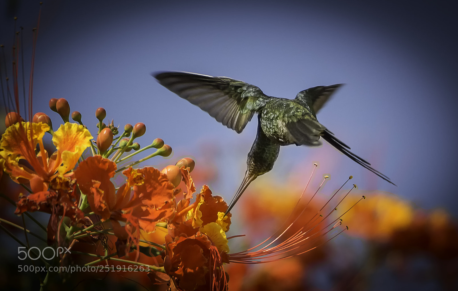 Canon EOS 700D (EOS Rebel T5i / EOS Kiss X7i) sample photo. Acrobatics photography