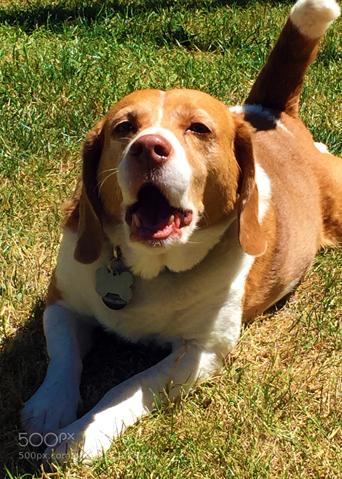 Apple iPhone 6 sample photo. Smilebeagleboy photography