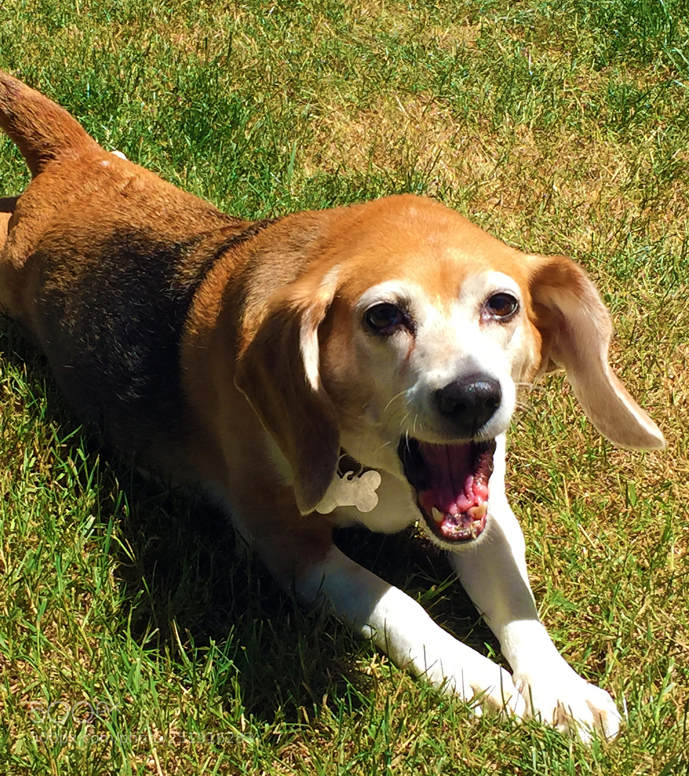 Apple iPhone 6 sample photo. Smilebeaglegirl photography
