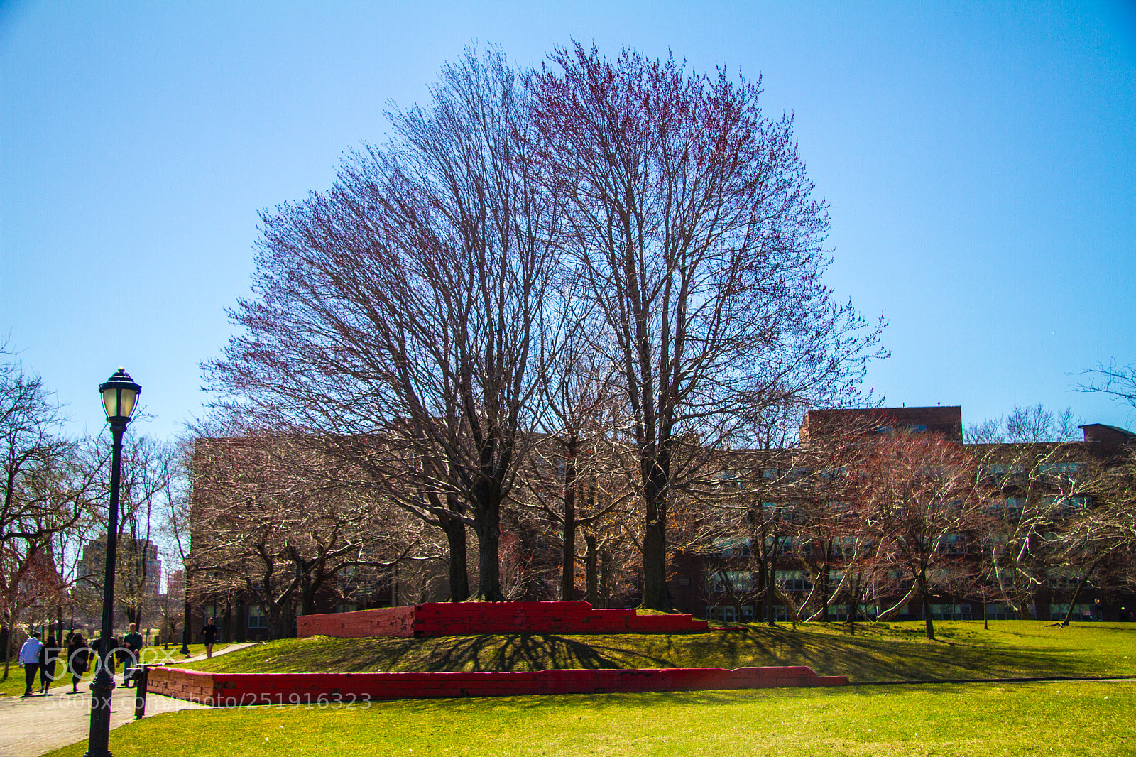 Canon EOS 7D sample photo. Tree in bloom photography
