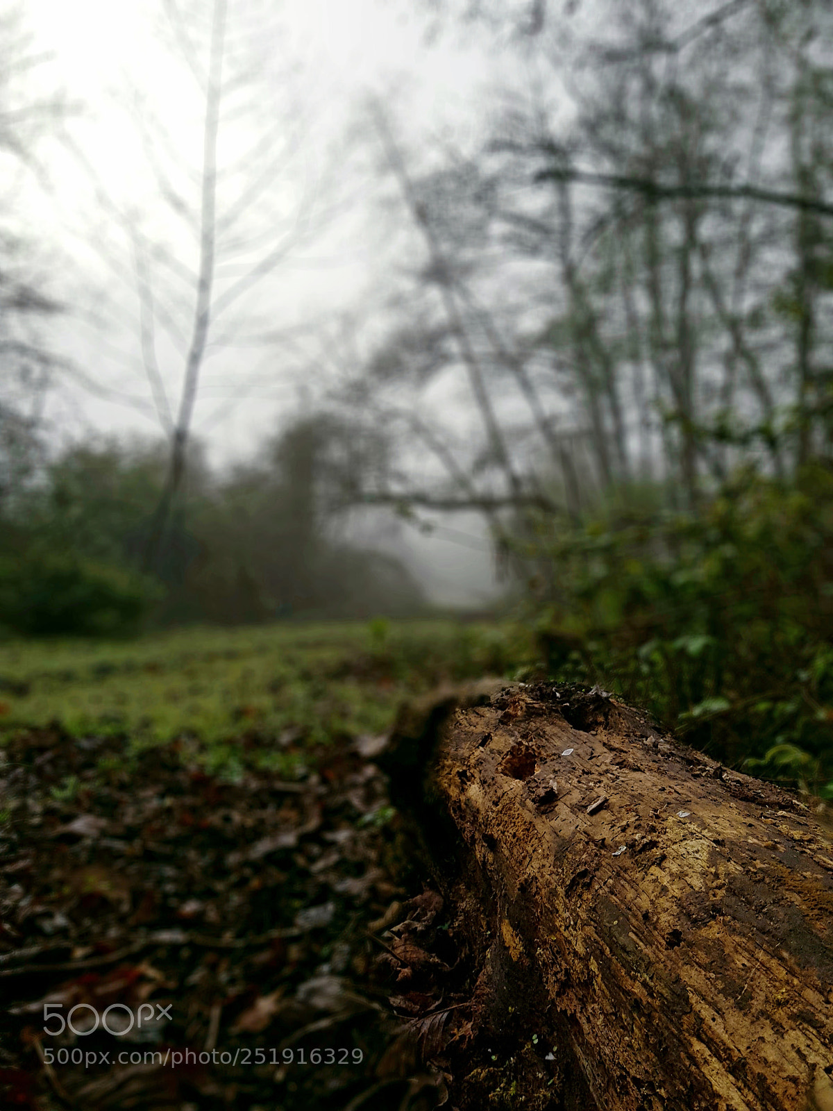 Samsung Galaxy S8 sample photo. In the forest. photography