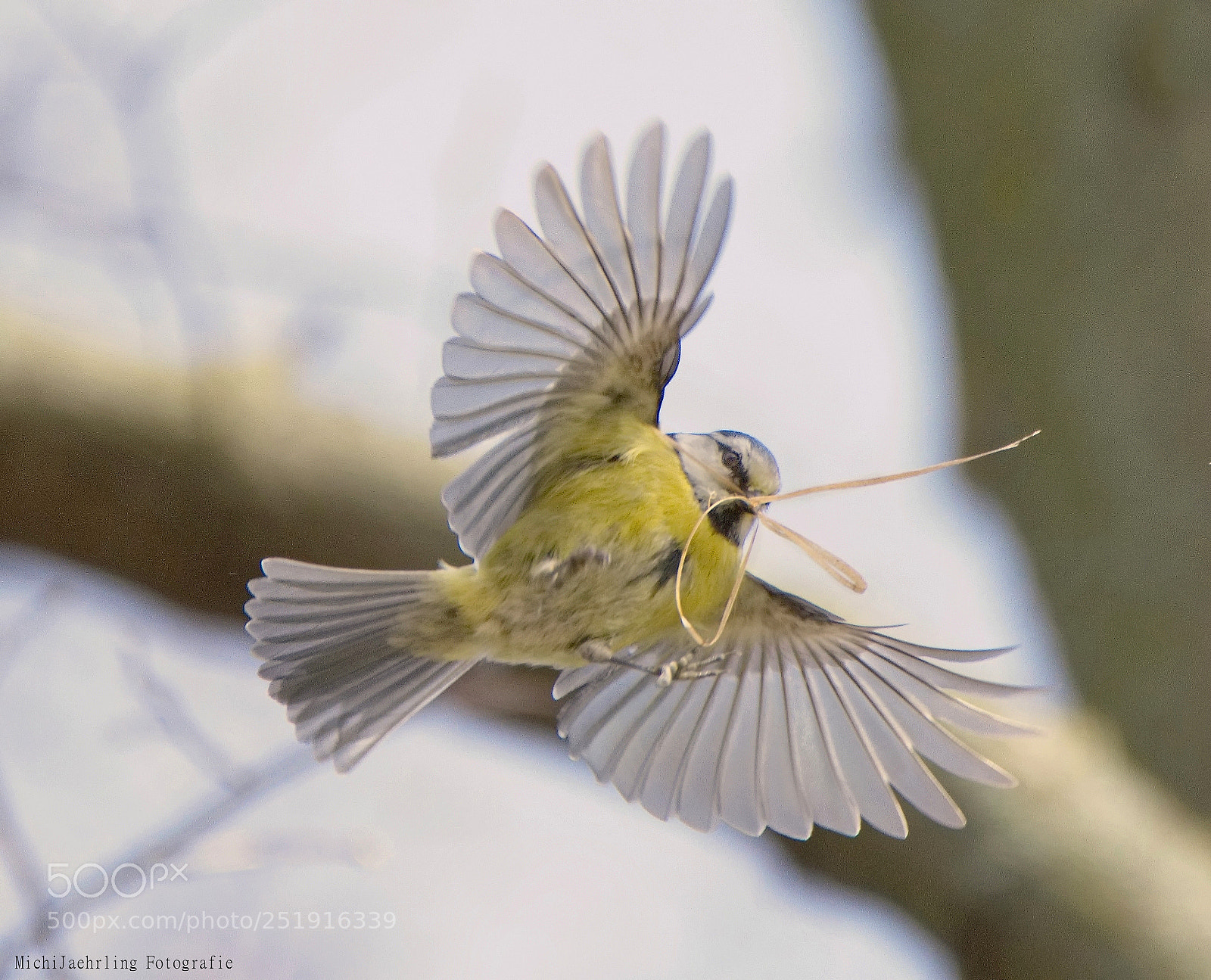 Nikon D7200 sample photo. Flying blaumeise (cyanistes caeruleus photography