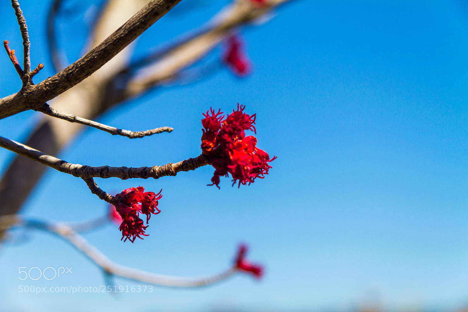 Canon EOS 7D sample photo. Flower in bloom photography