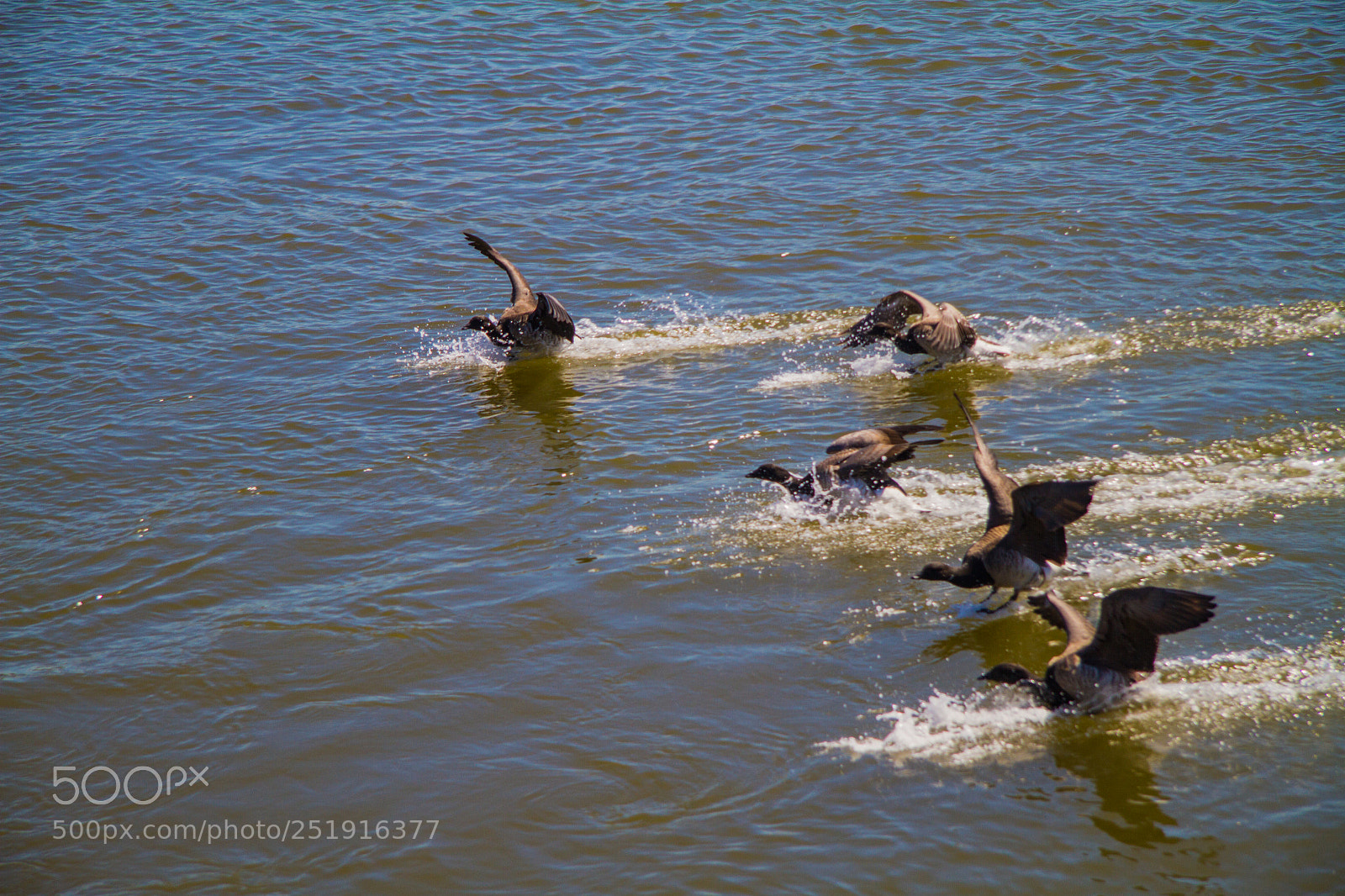 Canon EOS 7D sample photo. Ducks photography