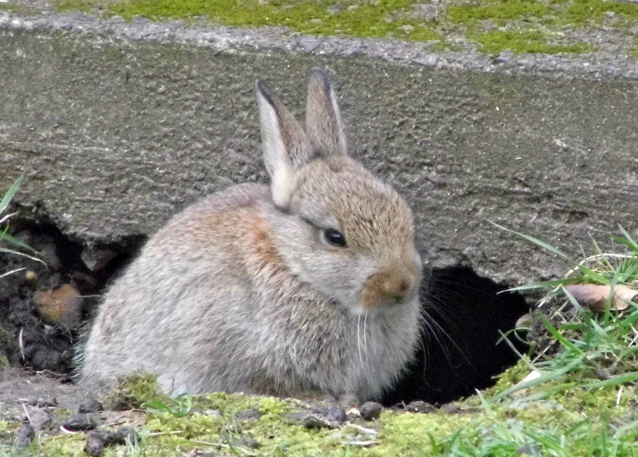 Panasonic Lumix DMC-LZ30 sample photo. Easter bunny photography