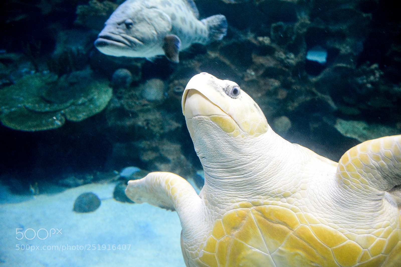 Nikon D7100 sample photo. Tortoise in aquaria photography