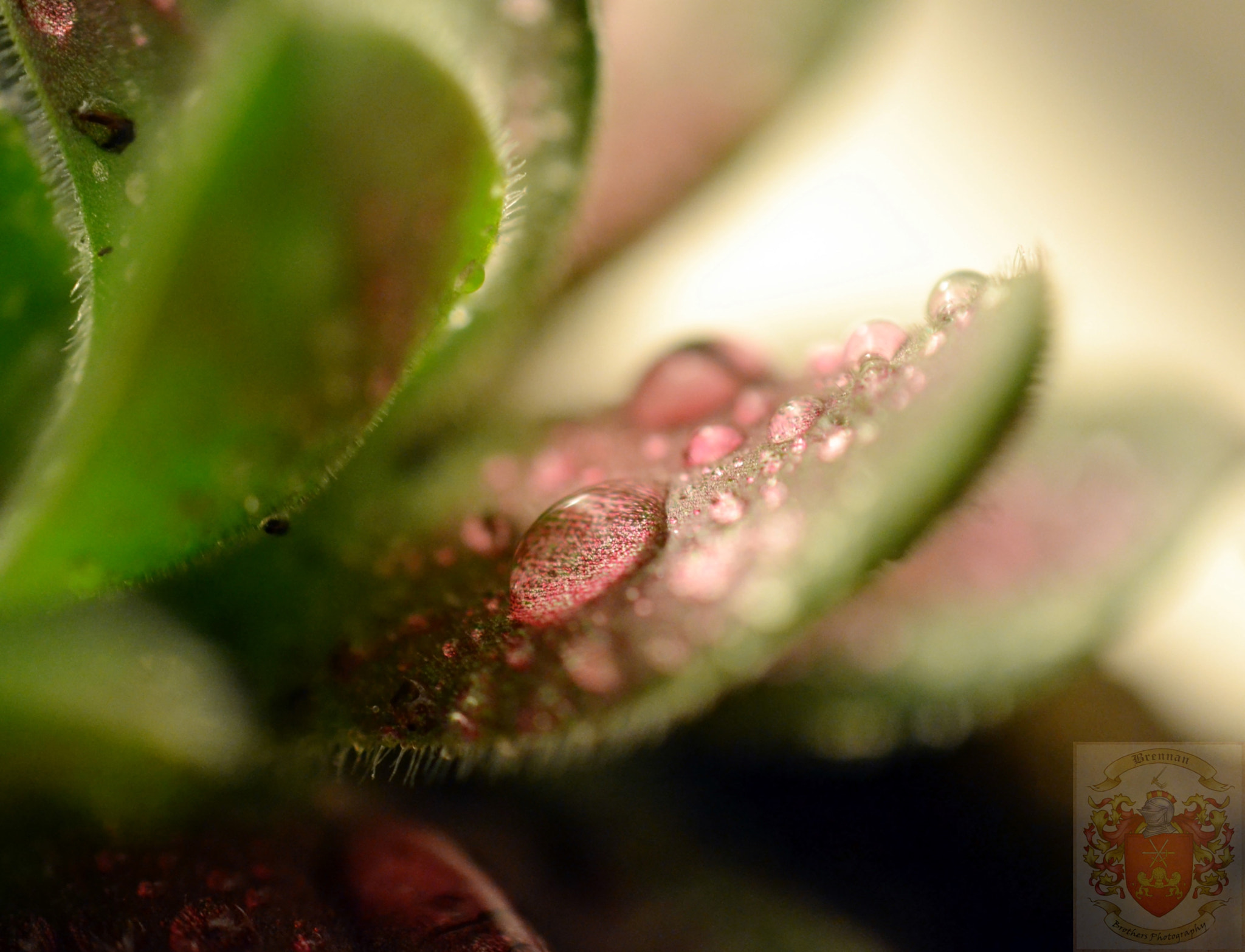 Nikon AF-S DX Micro Nikkor 40mm F2.8 sample photo. Succulent leaf photography