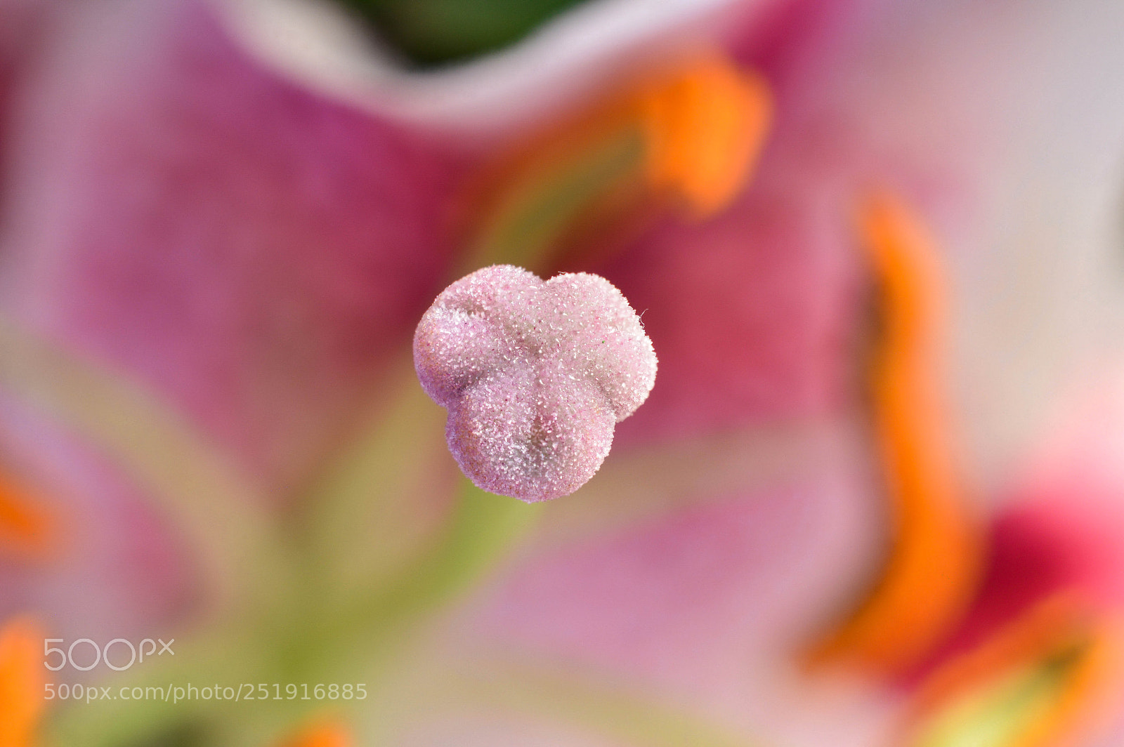 Nikon D3200 sample photo. Lily pistil photography