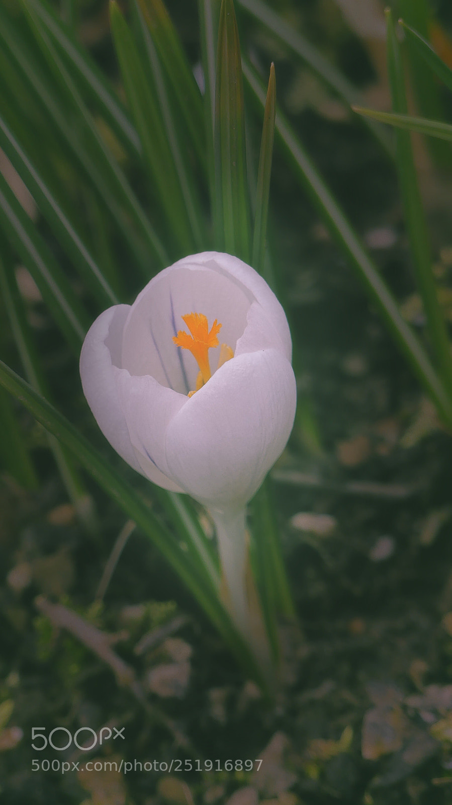Panasonic Lumix DMC-FZ300 sample photo. White crocus ii.... photography