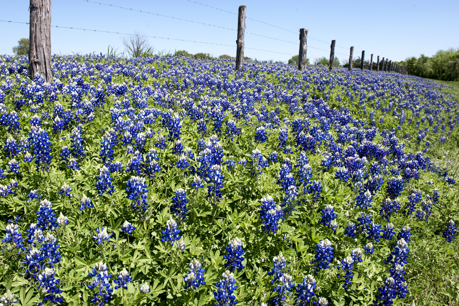Nikon D800 sample photo. Can't fence me in photography
