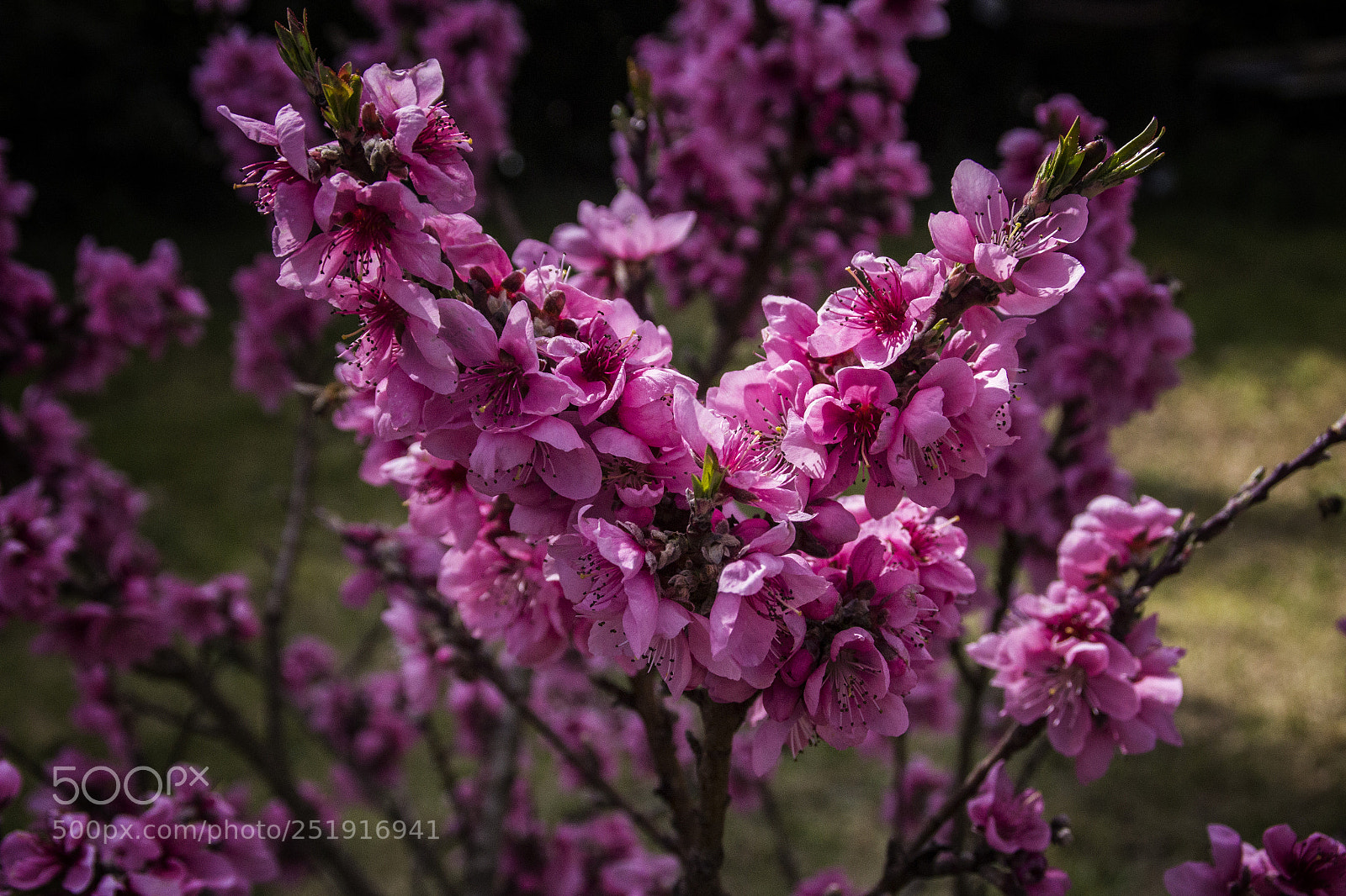 Canon EOS 60D sample photo. Spring photography