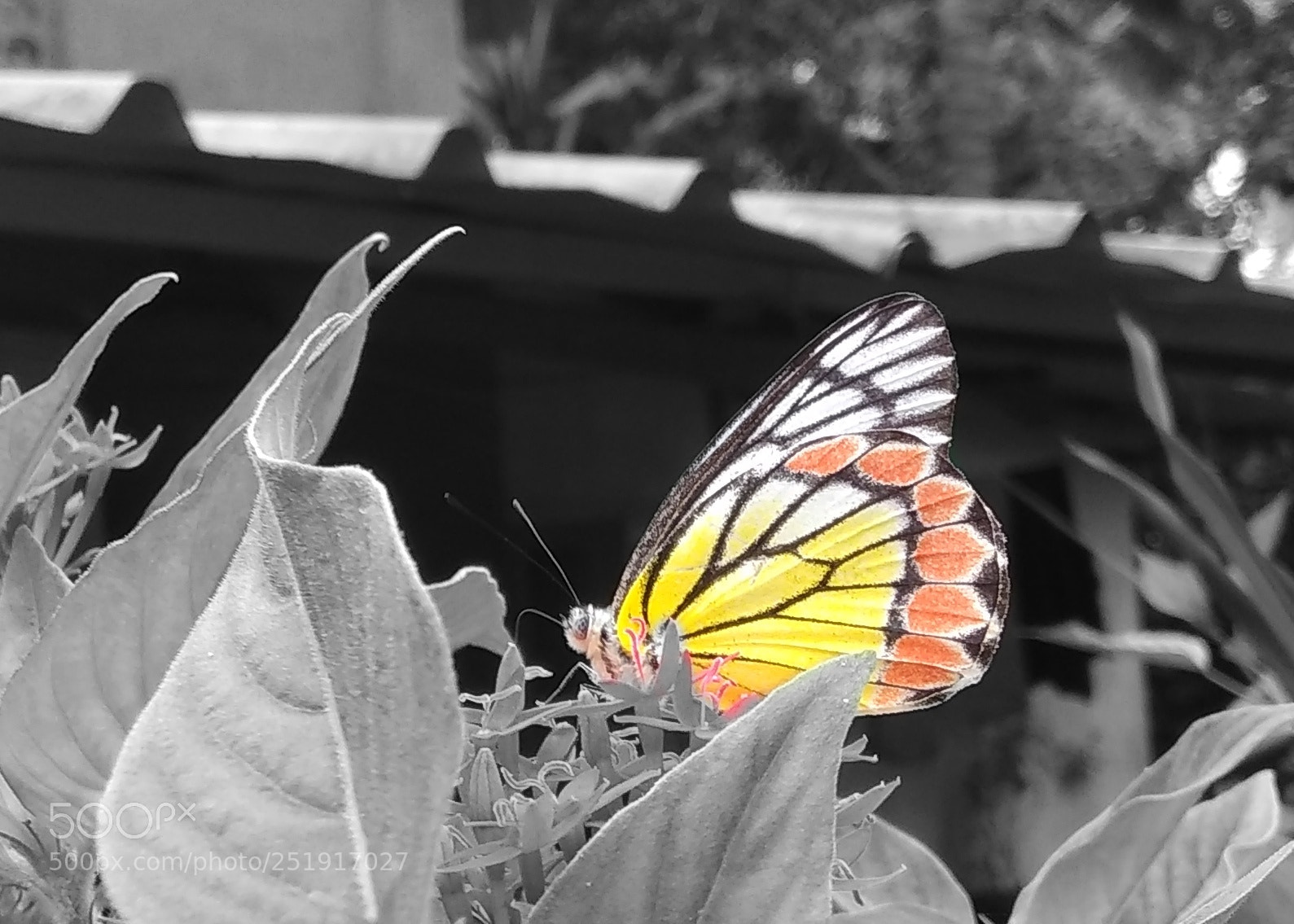 Xiaomi Redmi Note 4 sample photo. Untitled photography