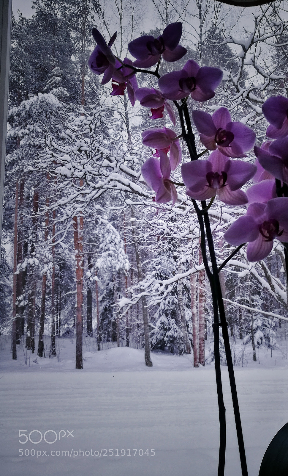 HUAWEI Honor 8 sample photo. Winter strikes back in photography