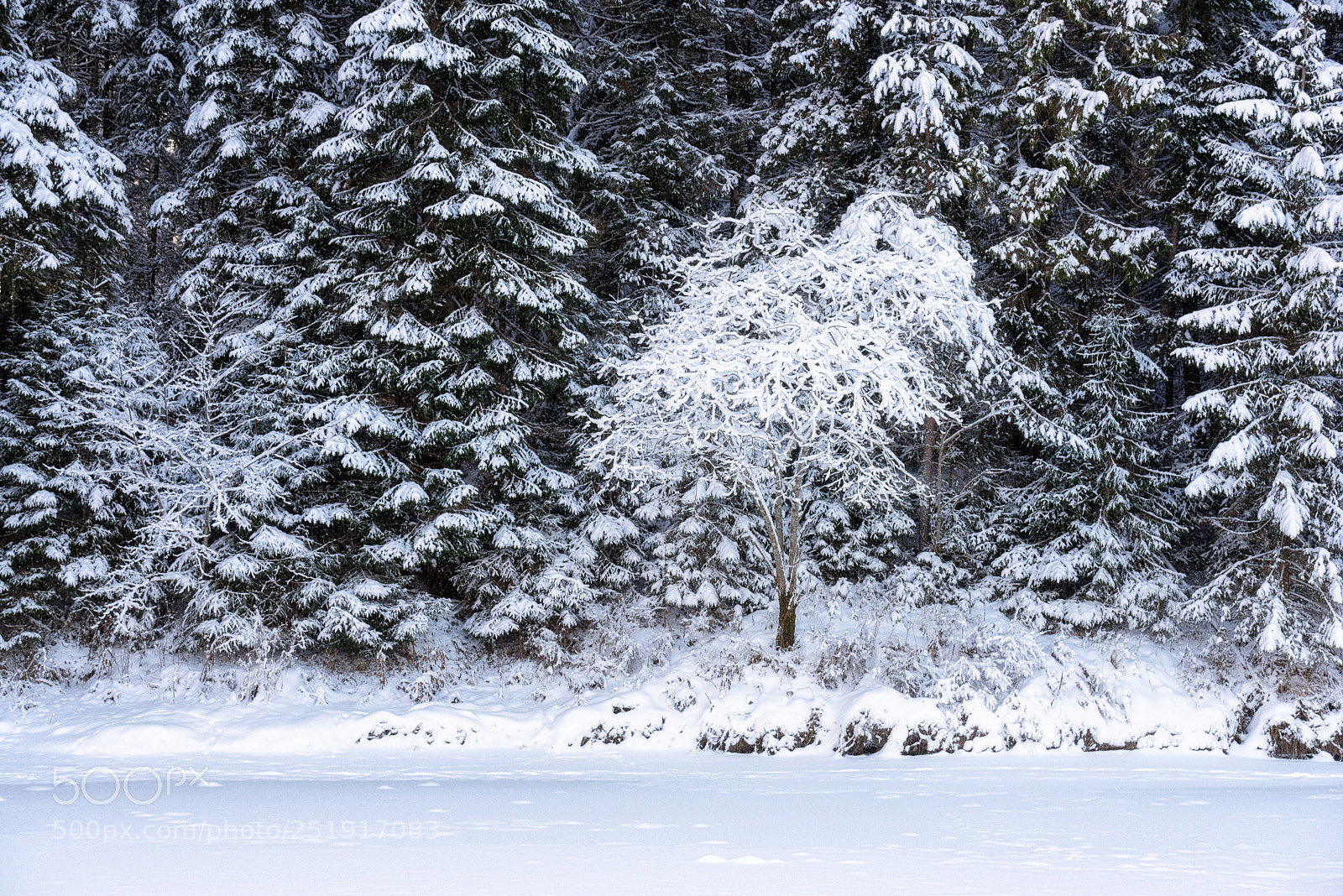 Nikon D610 sample photo. 887. in a snow cover photography
