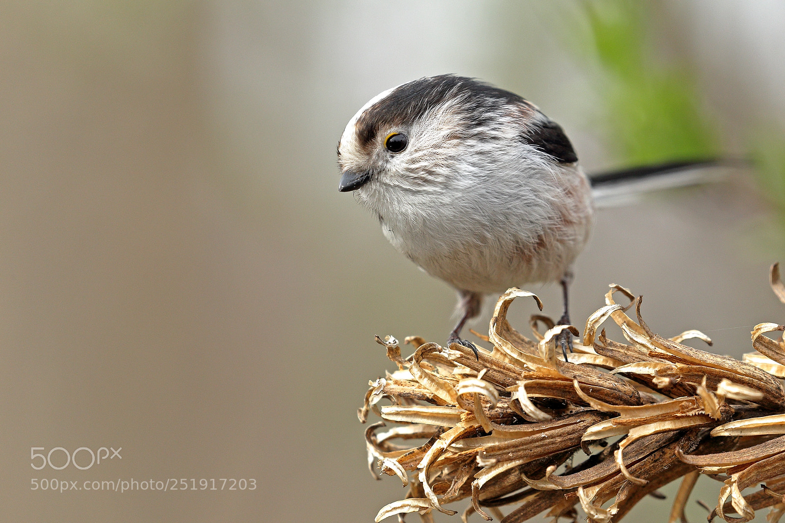 Canon EOS-1D Mark IV sample photo. Long-tailed tit photography