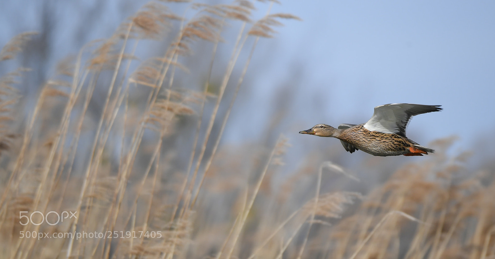 Nikon D5 sample photo. Ente photography