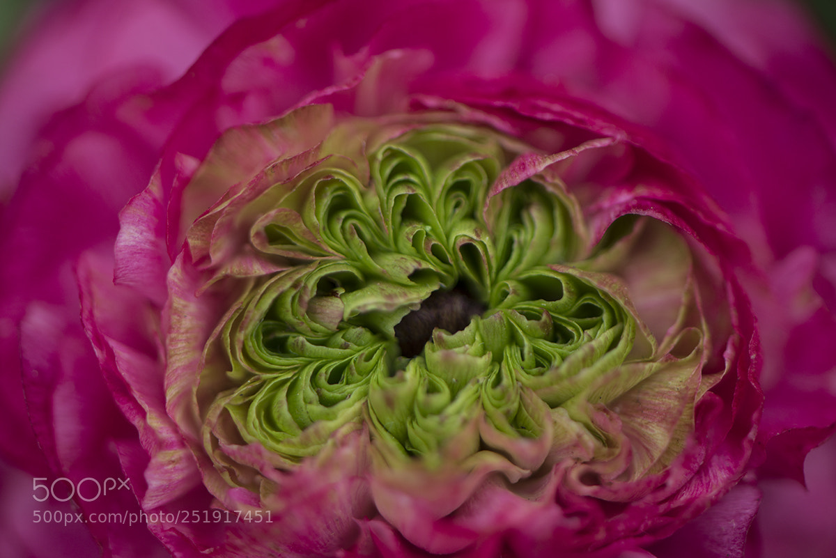 Nikon D800 sample photo. Spring in the garden photography