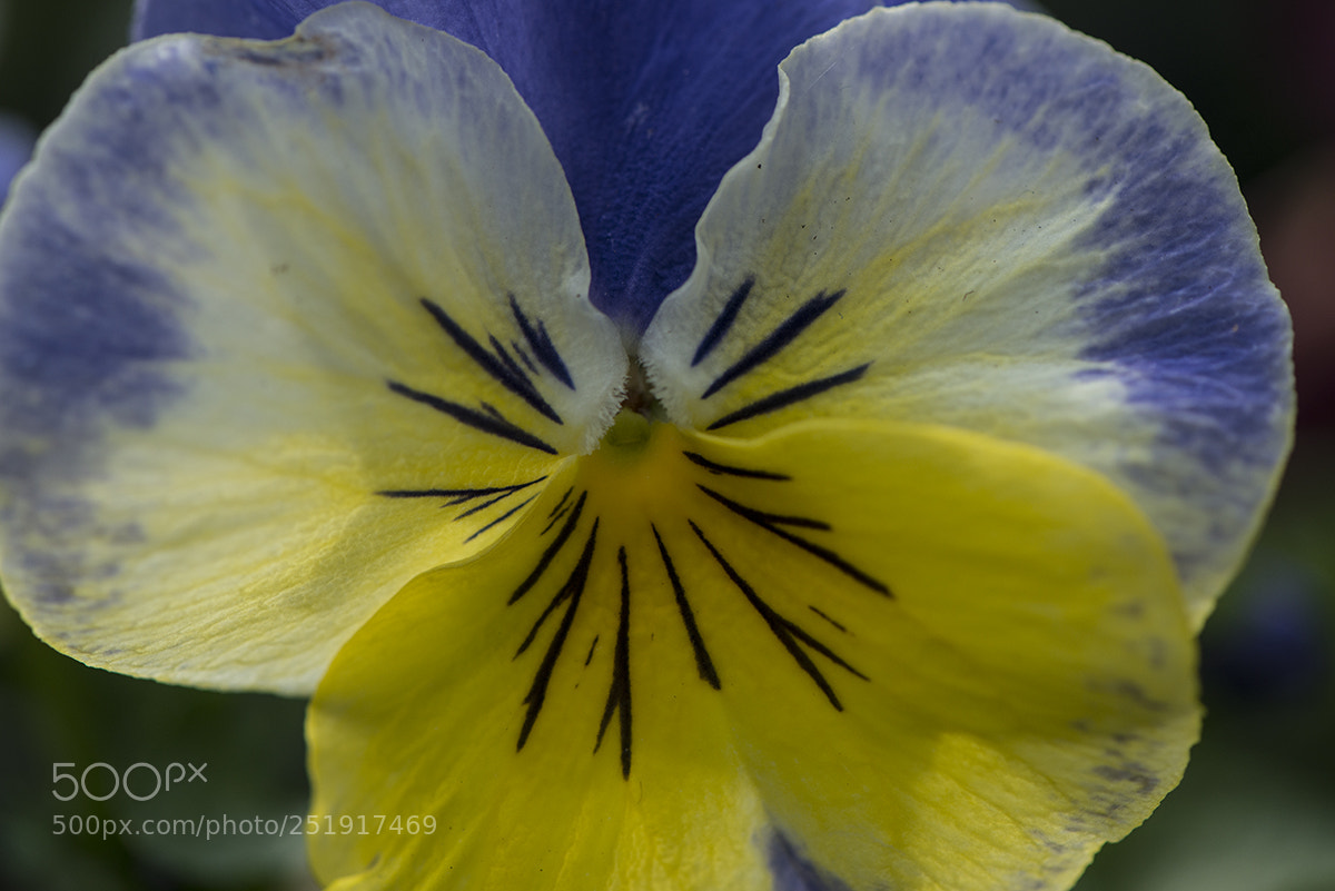 Nikon D800 sample photo. Spring in the garden photography