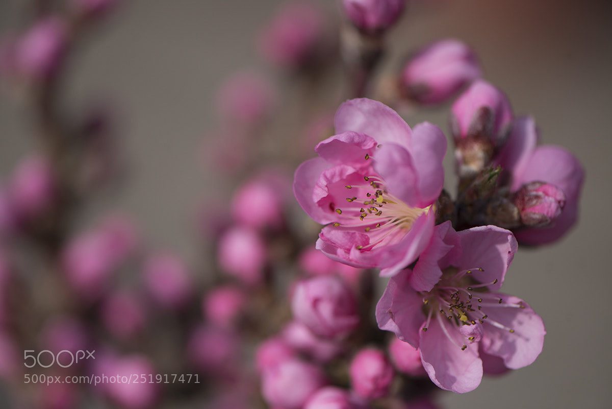 Nikon D800 sample photo. Spring in the garden photography