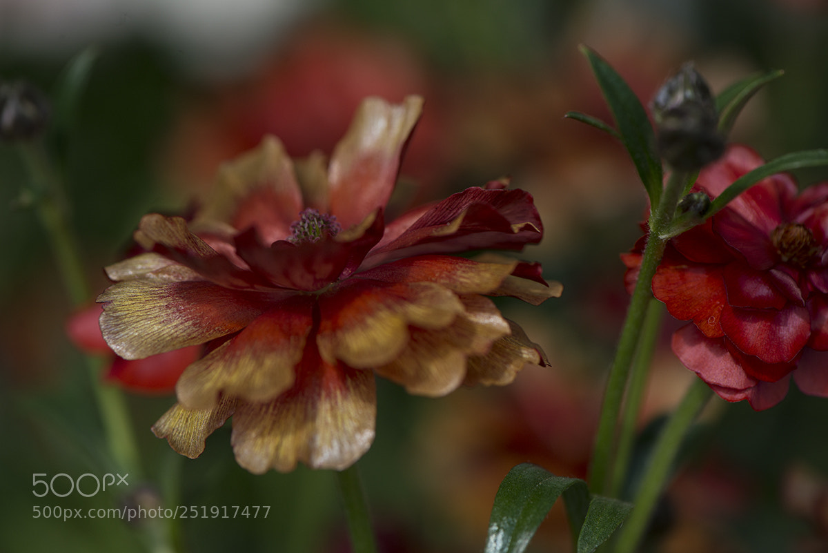 Nikon D800 sample photo. Spring in the garden photography