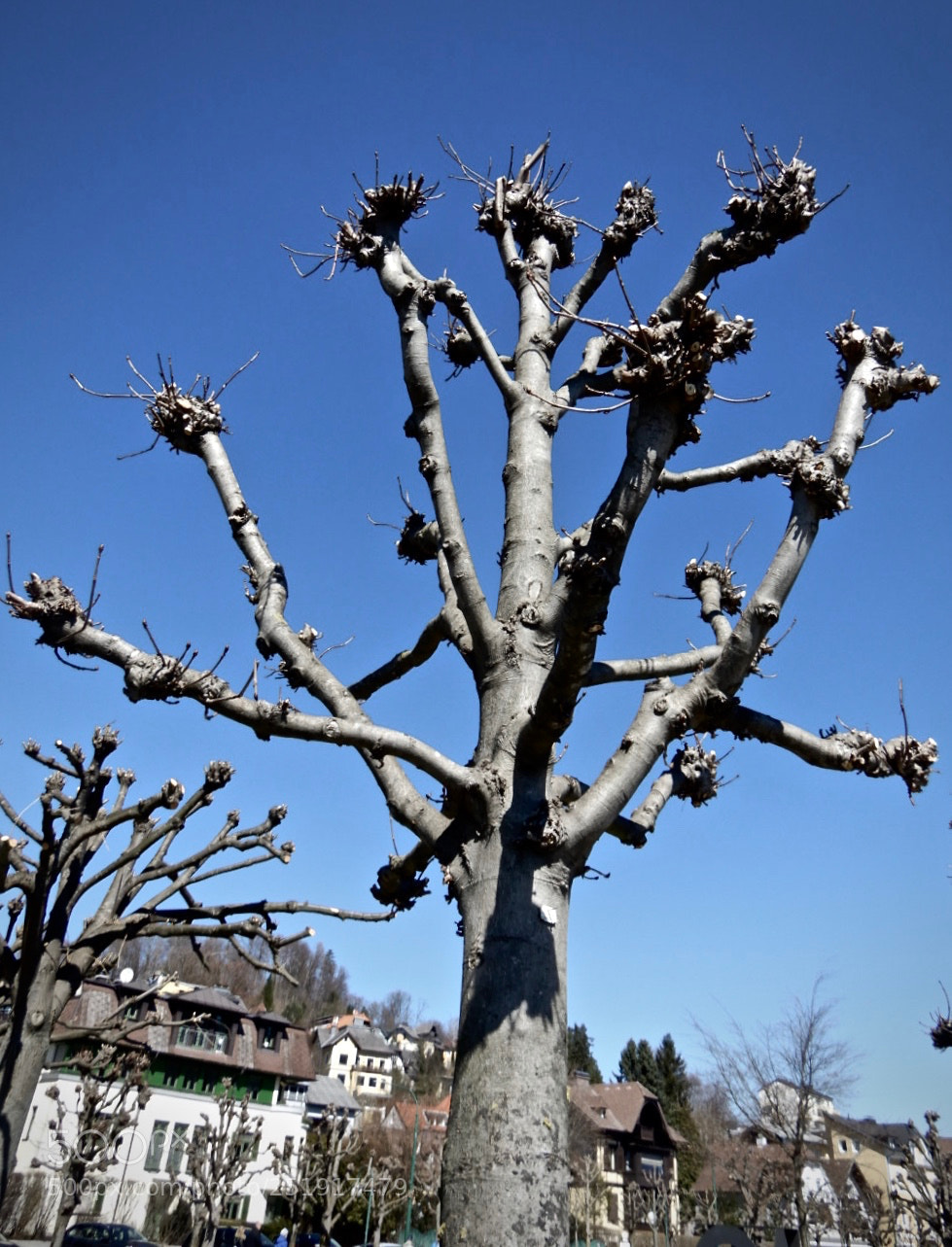 Nikon Coolpix A900 sample photo. Tree photography