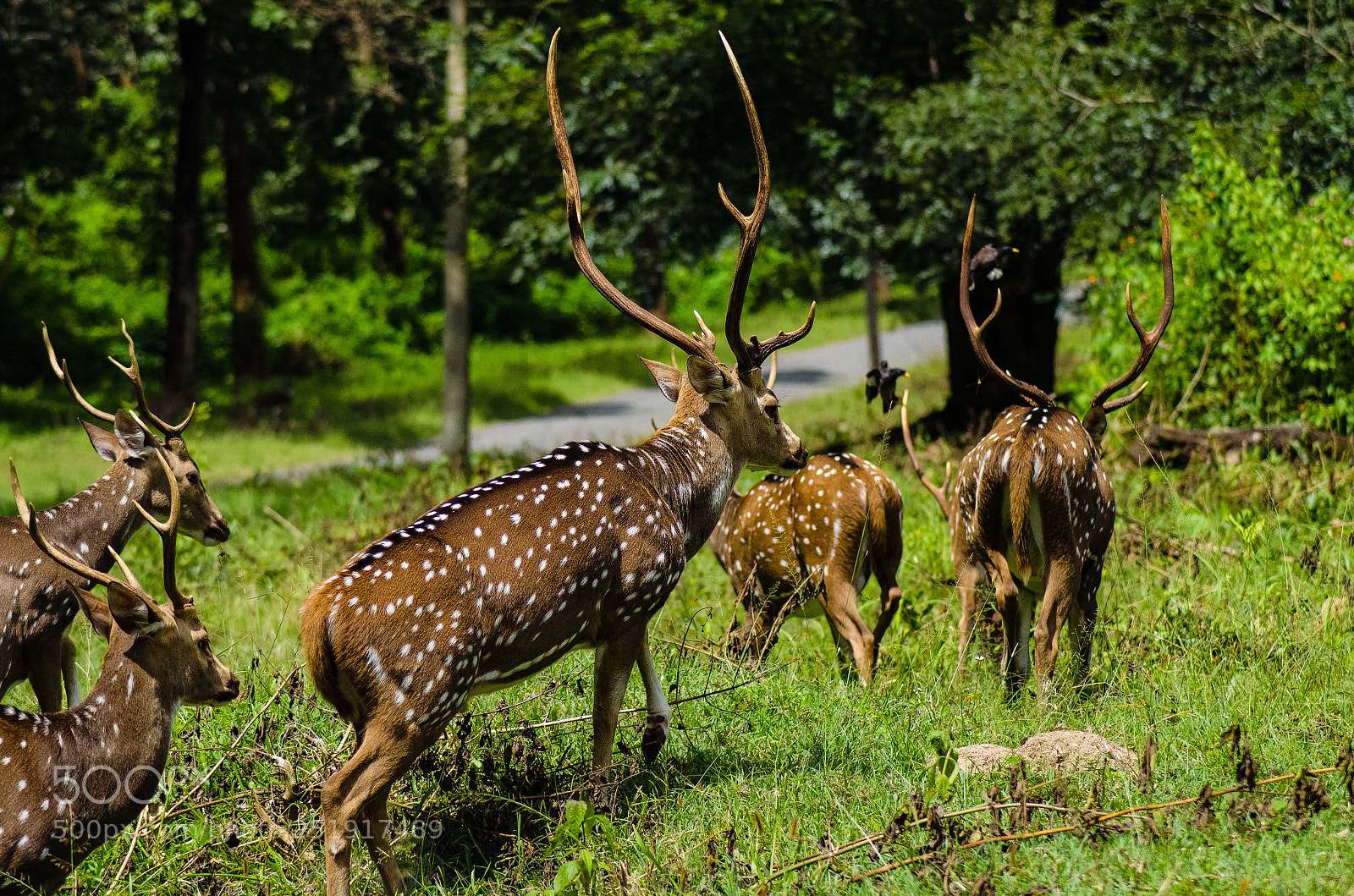 Nikon D5100 sample photo. Chital (spotted deer). photography