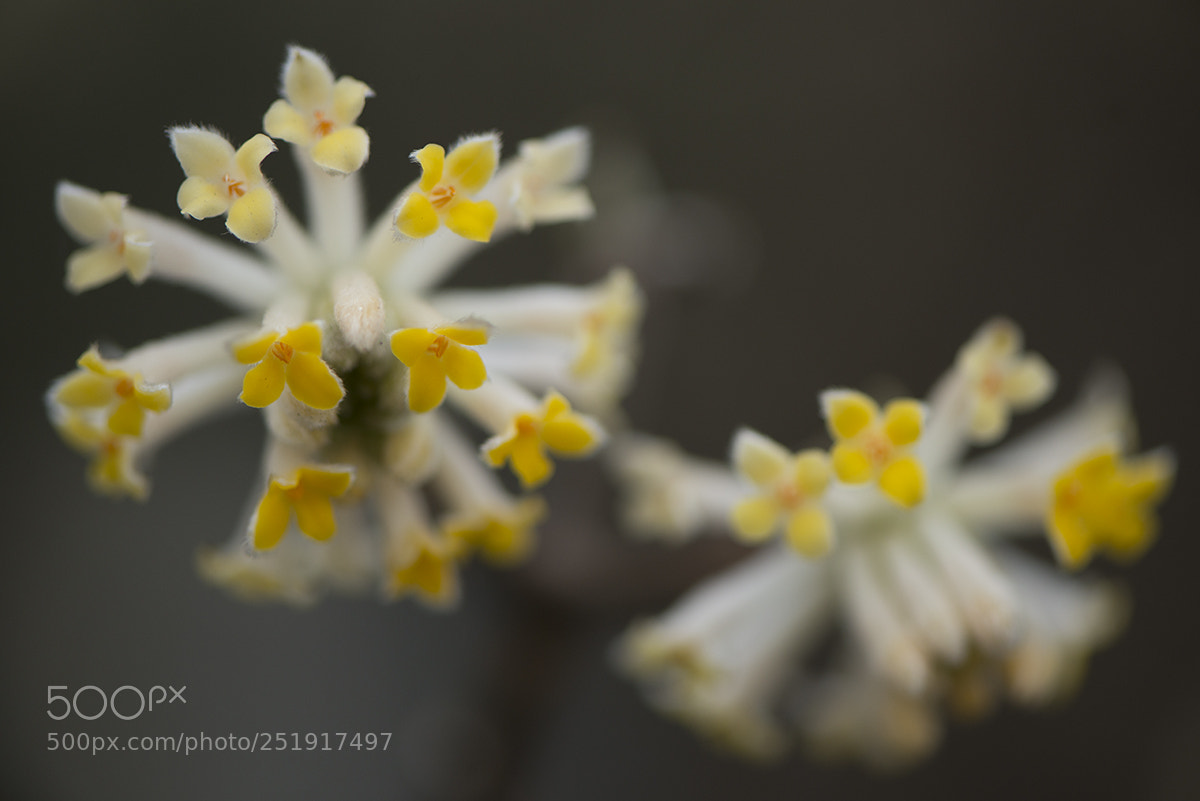 Nikon D800 sample photo. Spring in the garden photography