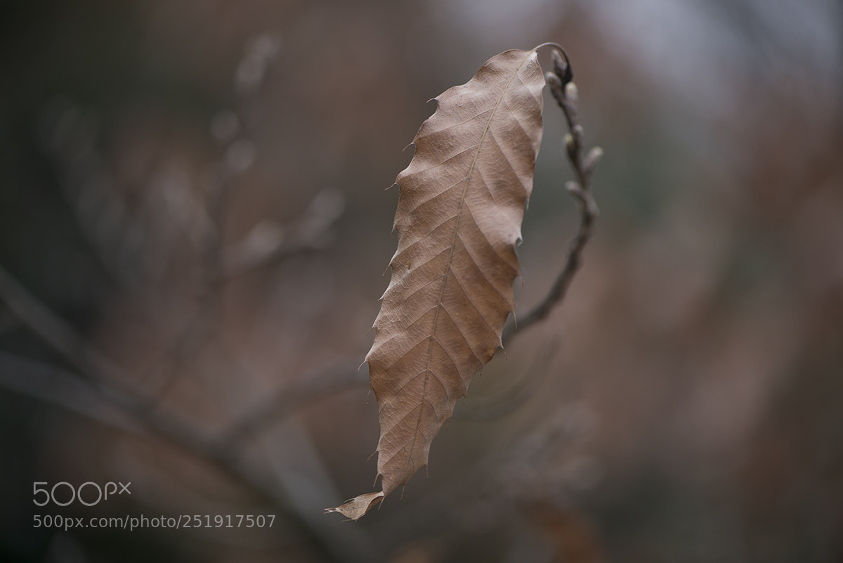 Nikon D800 sample photo. Spring in the garden photography