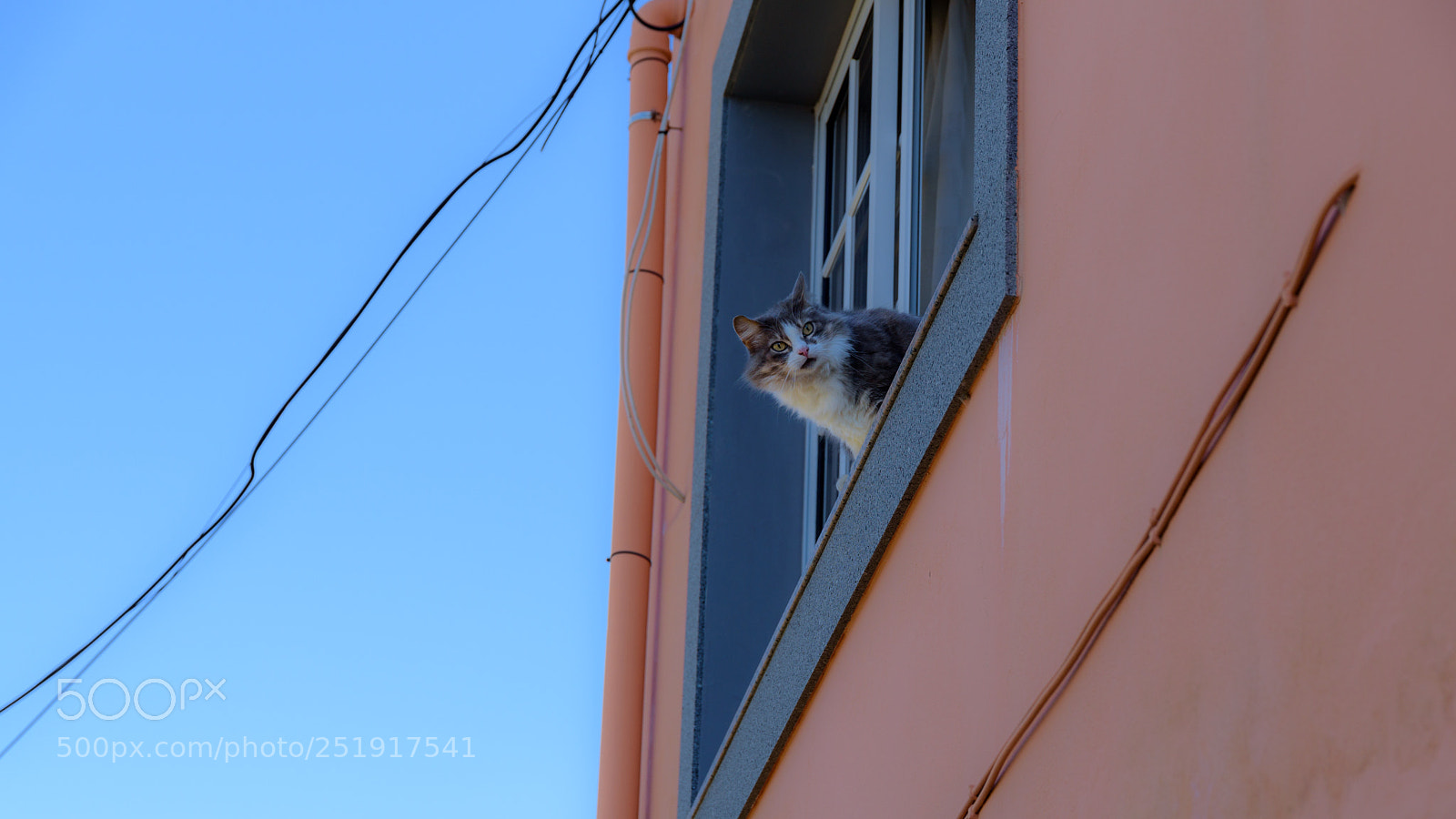 Nikon D750 sample photo. Madeira, cat on windowsill photography