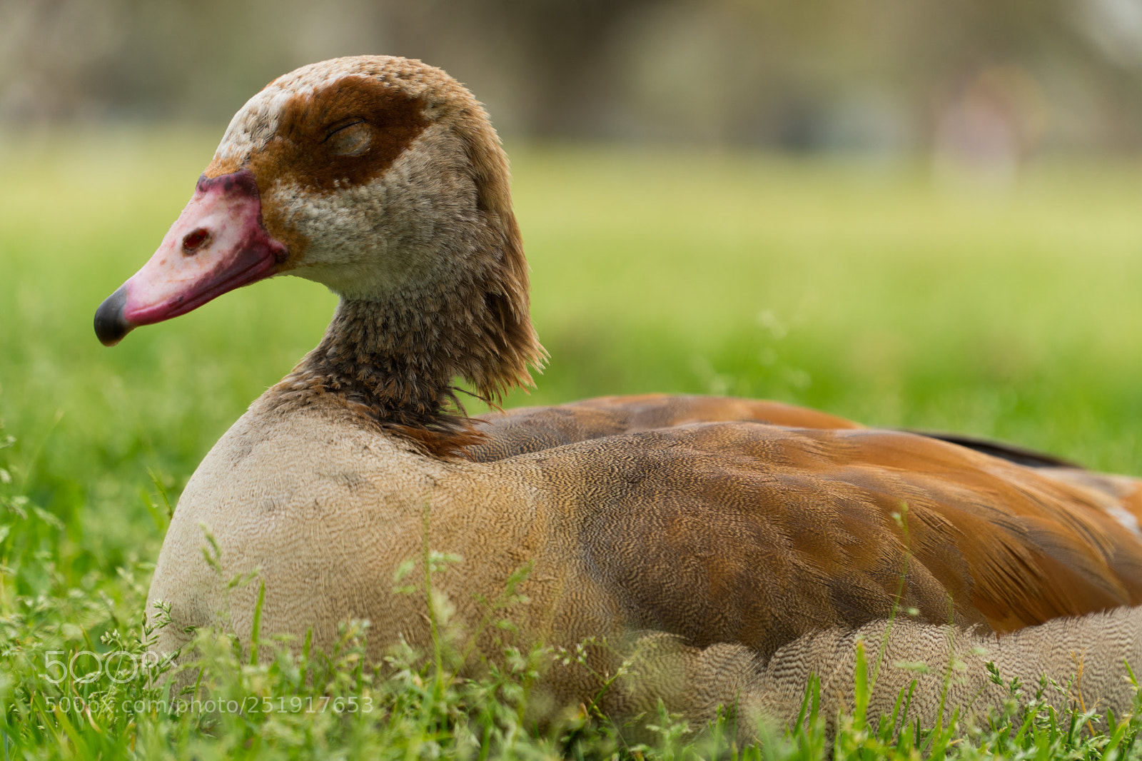 Sony a6300 sample photo. Duck duck... photography