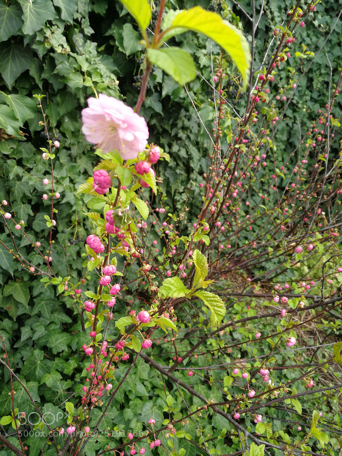 HUAWEI Mate 9 sample photo. Flowering photography