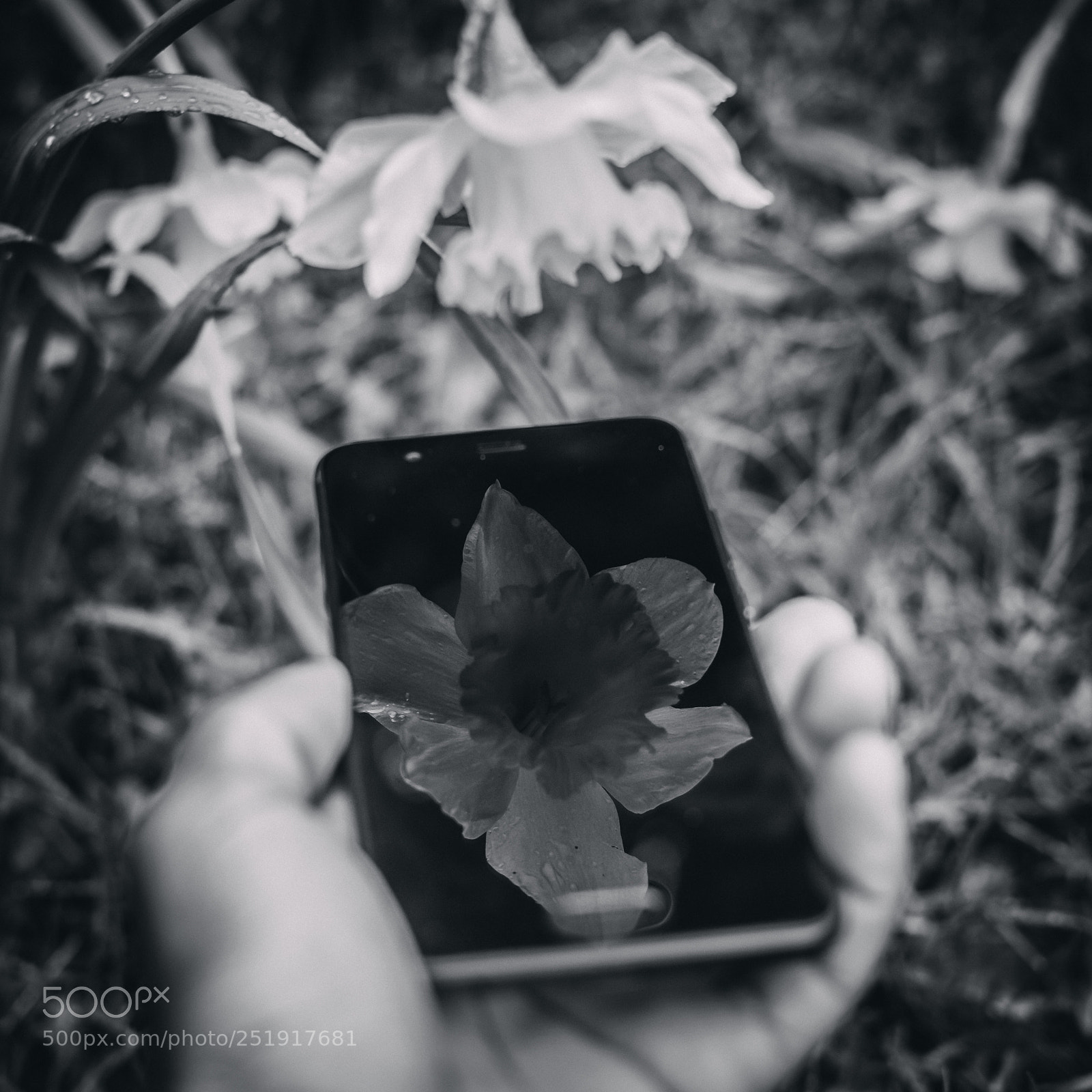 Nikon D3300 sample photo. Flower 2 photography